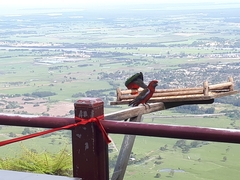 Platycercus elegans elegans