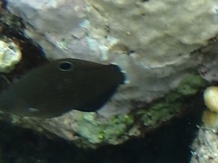 Halichoeres marginatus