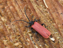Platycis minutus
