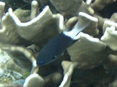 Pycnochromis margaritifer