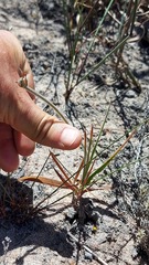 Babiana angustifolia