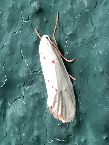 Lacturidae