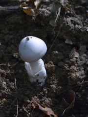 Amanita argentea