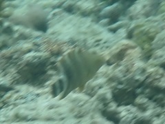 Cheilinus trilobatus