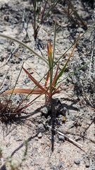 Babiana angustifolia