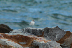 Charadrius marginatus