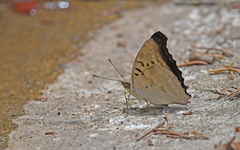 Doxocopa