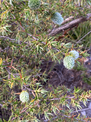 Cliffortia ruscifolia