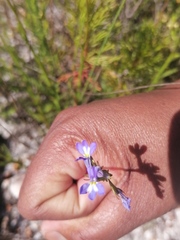 Lobelia comosa