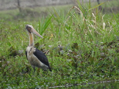 Leptoptilos javanicus