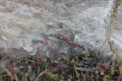 Chenolea diffusa