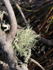 Usnea barbata