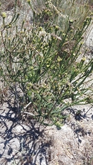 Leucadendron thymifolium