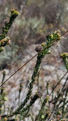 Leucadendron thymifolium