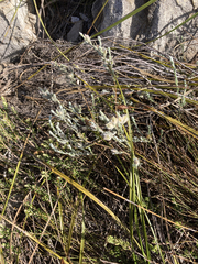 Amphithalea tomentosa