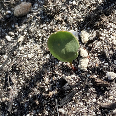 Eriospermum