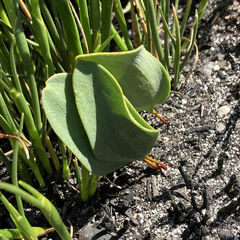 Eriospermum