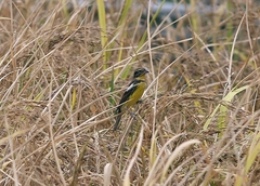 Emberiza aureola