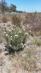 Leucadendron cinereum