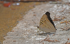 Doxocopa