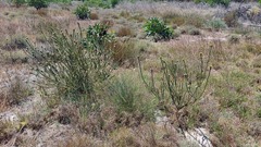 Leucadendron thymifolium