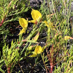 Disa tenuifolia