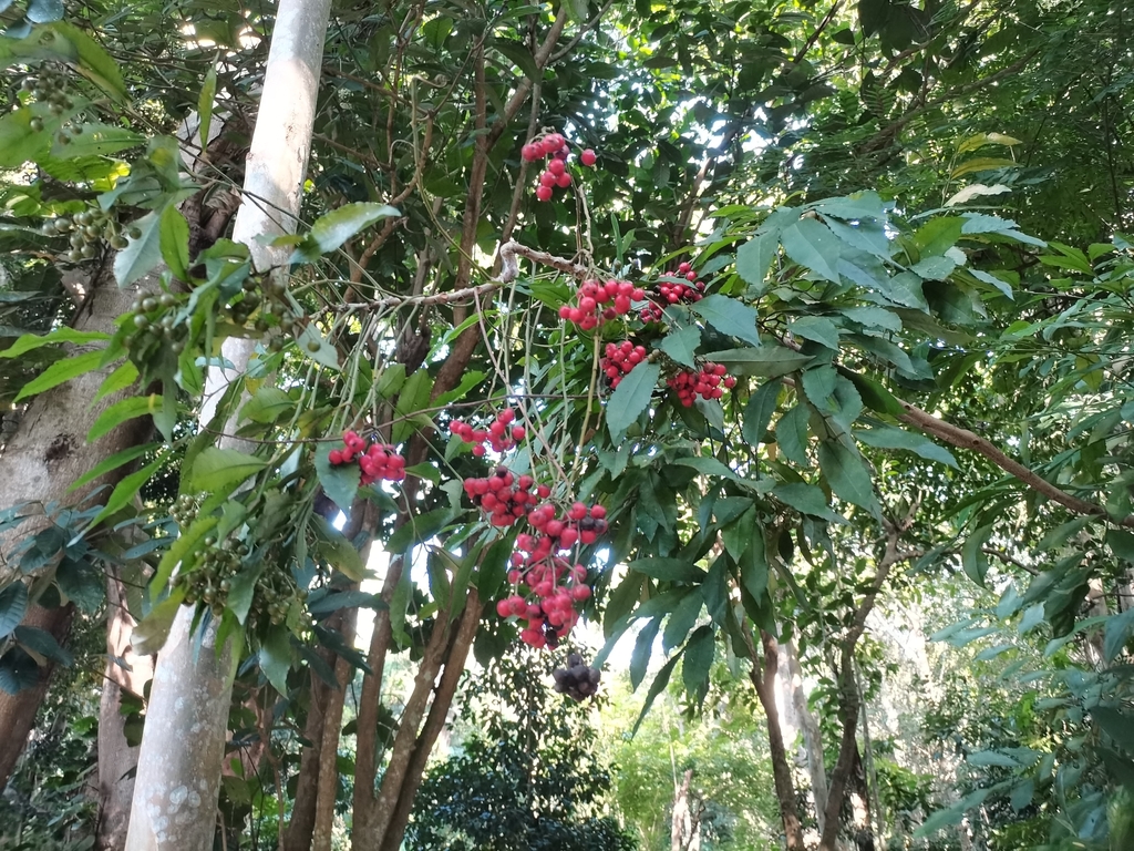 Ardisia merrillii (Ardisia merrillii)