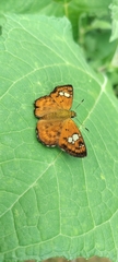 Pseudocoladenia dan