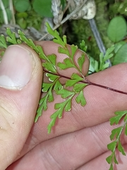 Lindsaea trichomanoides