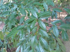 Ardisia
