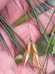Aspalathus pendula