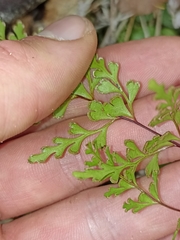Lindsaea trichomanoides