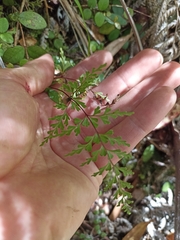 Lindsaea trichomanoides