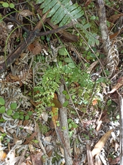 Lindsaea trichomanoides