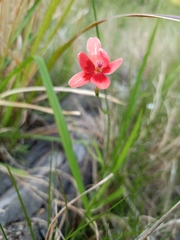 Freesia laxa