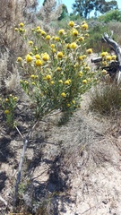 Leucadendron cinereum