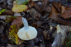 Russula solaris