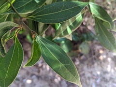 Cryptocarya triplinervis