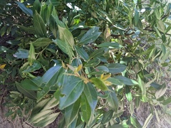 Cryptocarya triplinervis