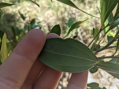 Cryptocarya triplinervis