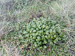 Gentianella saxosa
