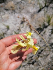 Moraea anomala