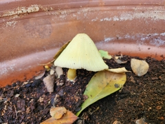 Leucocoprinus
