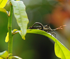 Elasmopoda valga