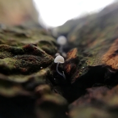 Mycena tenerrima