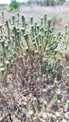 Oedera fruticosa