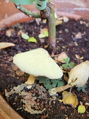 Leucocoprinus