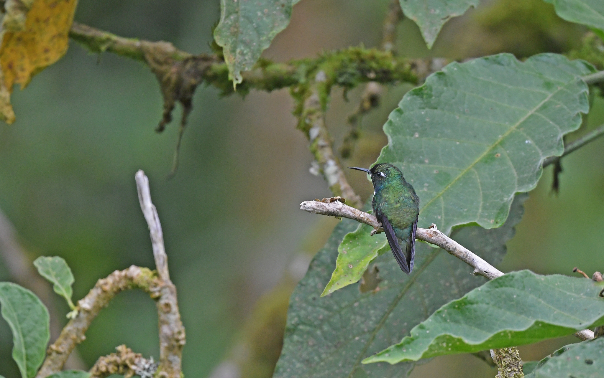White-throated Daggerbill (Schistes albogularis), photo 9