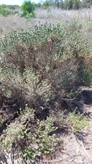 Oedera fruticosa