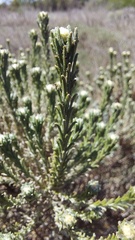 Oedera fruticosa